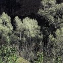Populus alba subsp. alba